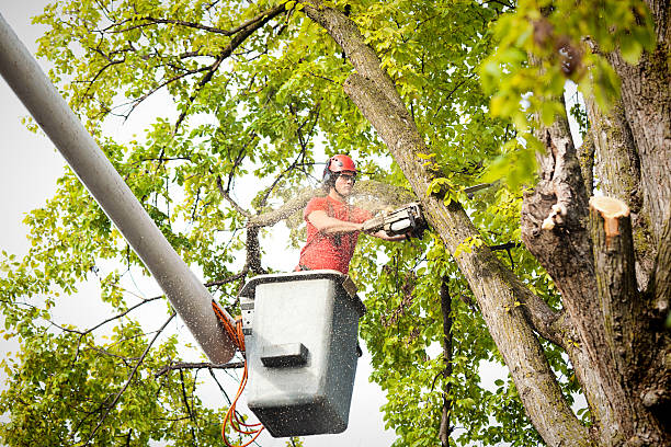 Best Storm Damage Tree Cleanup  in Petersburg, IL